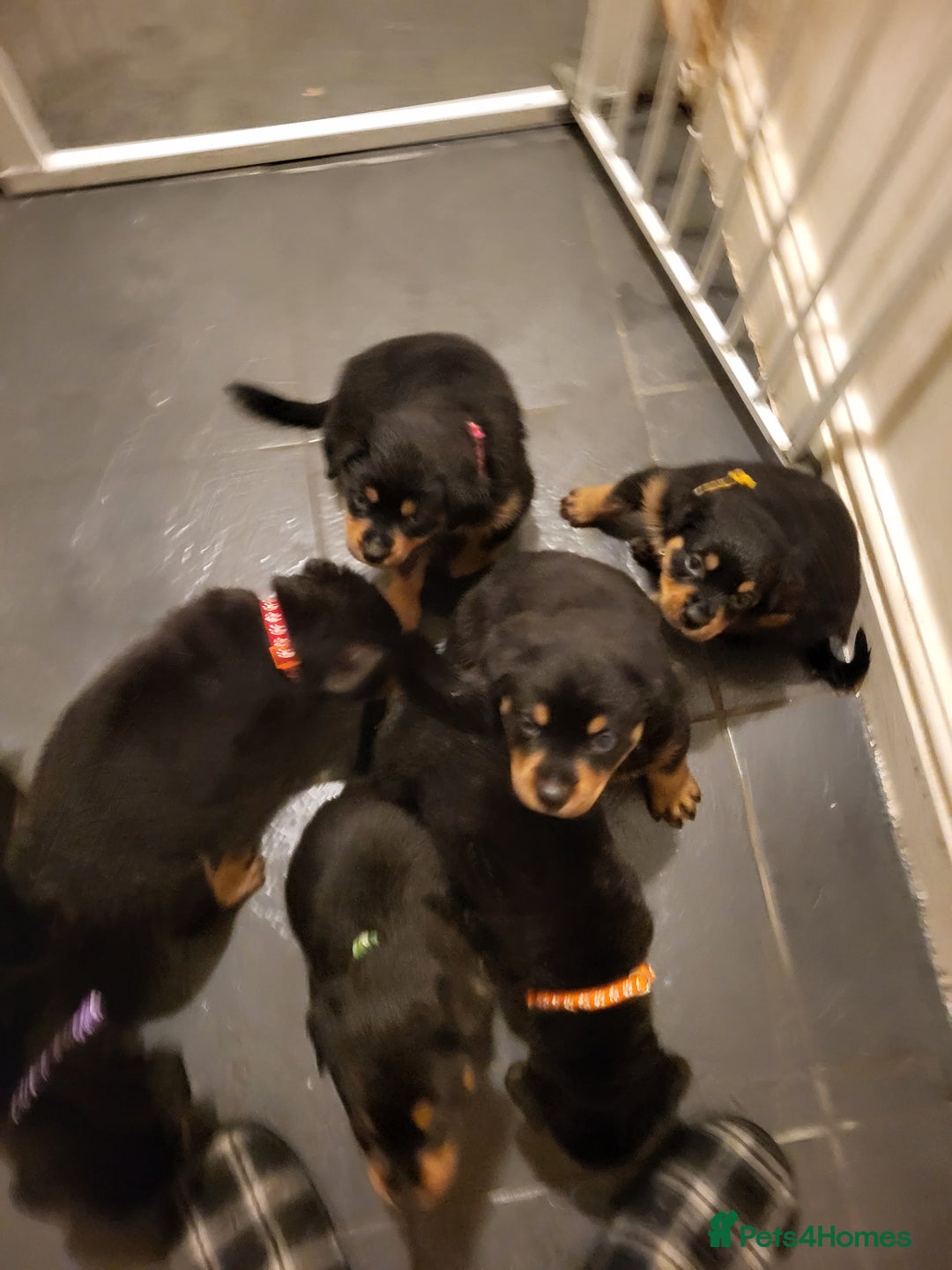 Rottweiler dogs for sale: Rottweiler puppy's 2 boys 5 girls - Image 15