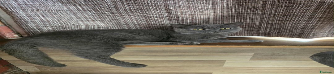 British Shorthair Kitten 1