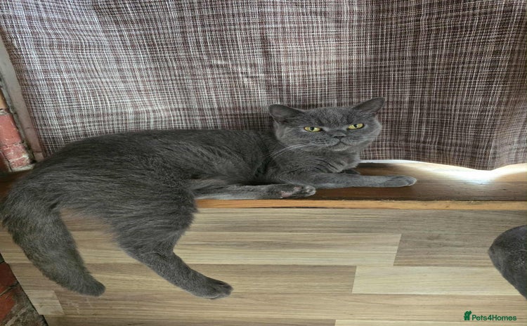 British Shorthair cats - Advert 1