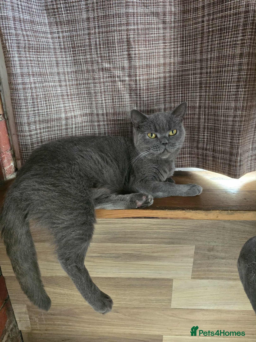 British Shorthair cats for sale: Gccf British Shorthair Girl - Image 1