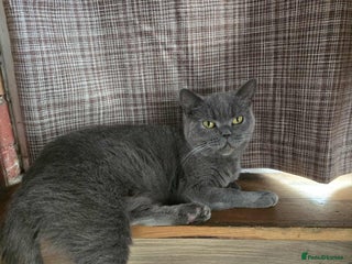 British Shorthair cats - Advert 3