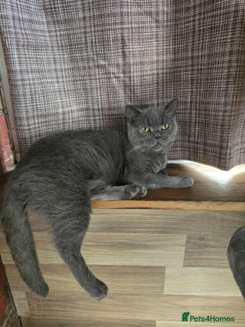 British Shorthair cats - Advert 1