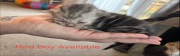 Persian cats for sale: Persian X Mainecoon kittens - Advert 3