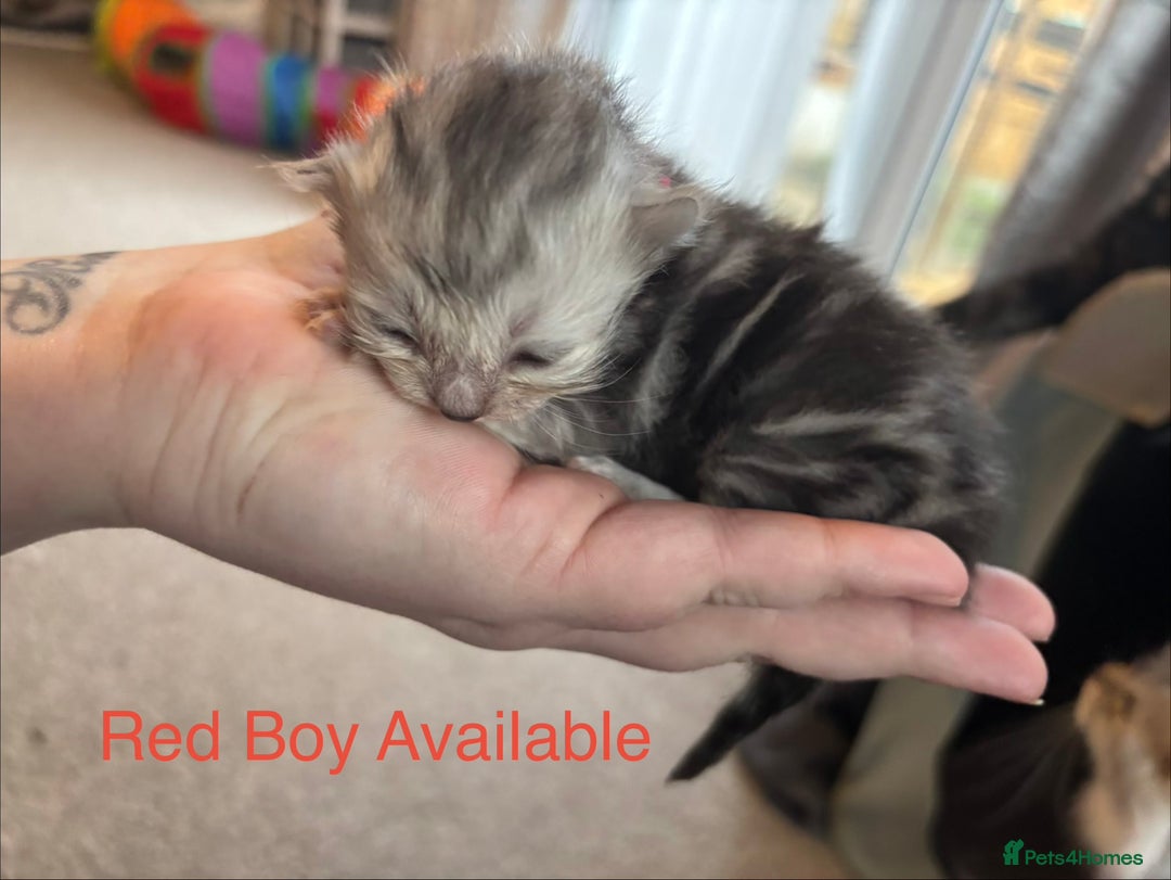 Persian cats for sale: Persian X Mainecoon kittens - Advert 3