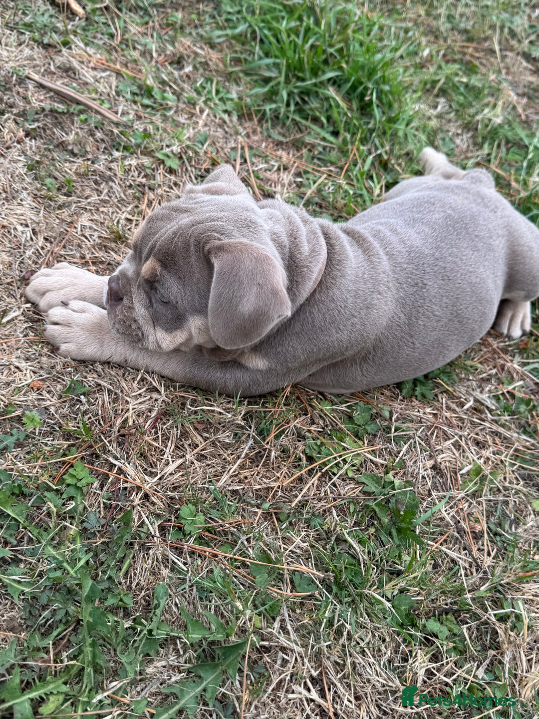 Mixed Breed dogs for sale: Bulldog x staff puppies  - Image 4