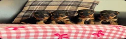 Welsh Terrier dogs for sale: STUNNING WELSH TERRIER PUPPIES AVAILABLE  - Advert 4