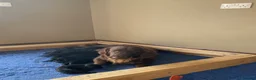 Flat coated Retriever dogs for sale: Beautiful Flat coated xGolden retriever puppies. - Advert 3