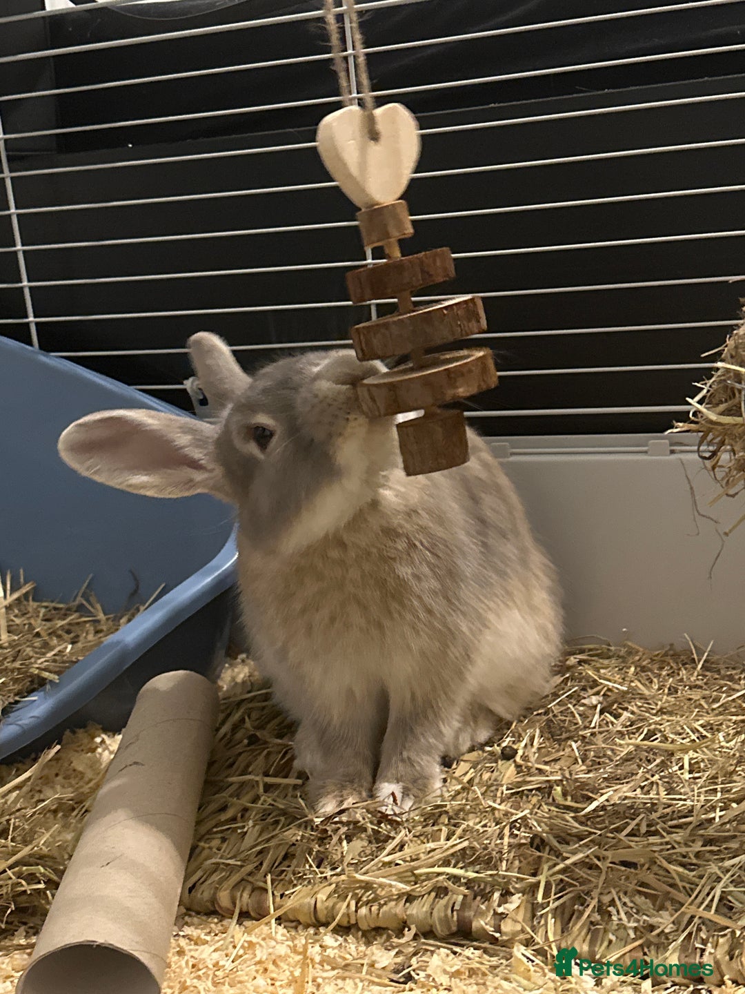 Mixed Breed rabbits for sale: Loafy For Sale! Mixed Between Rex + Dwarf - Advert 1