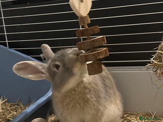 Mixed Breed rabbits Loafy For Sale! Mixed Between Rex + Dwarf - Advert 1