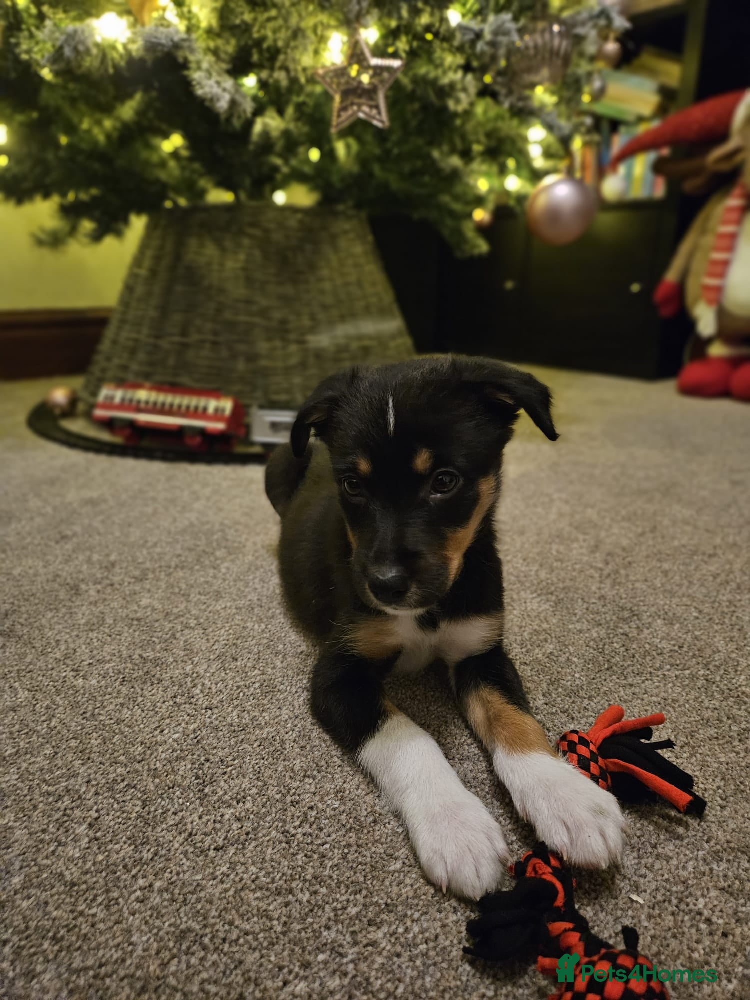 Border Collie dogs READY NOW Border collie puppies - Advert 5