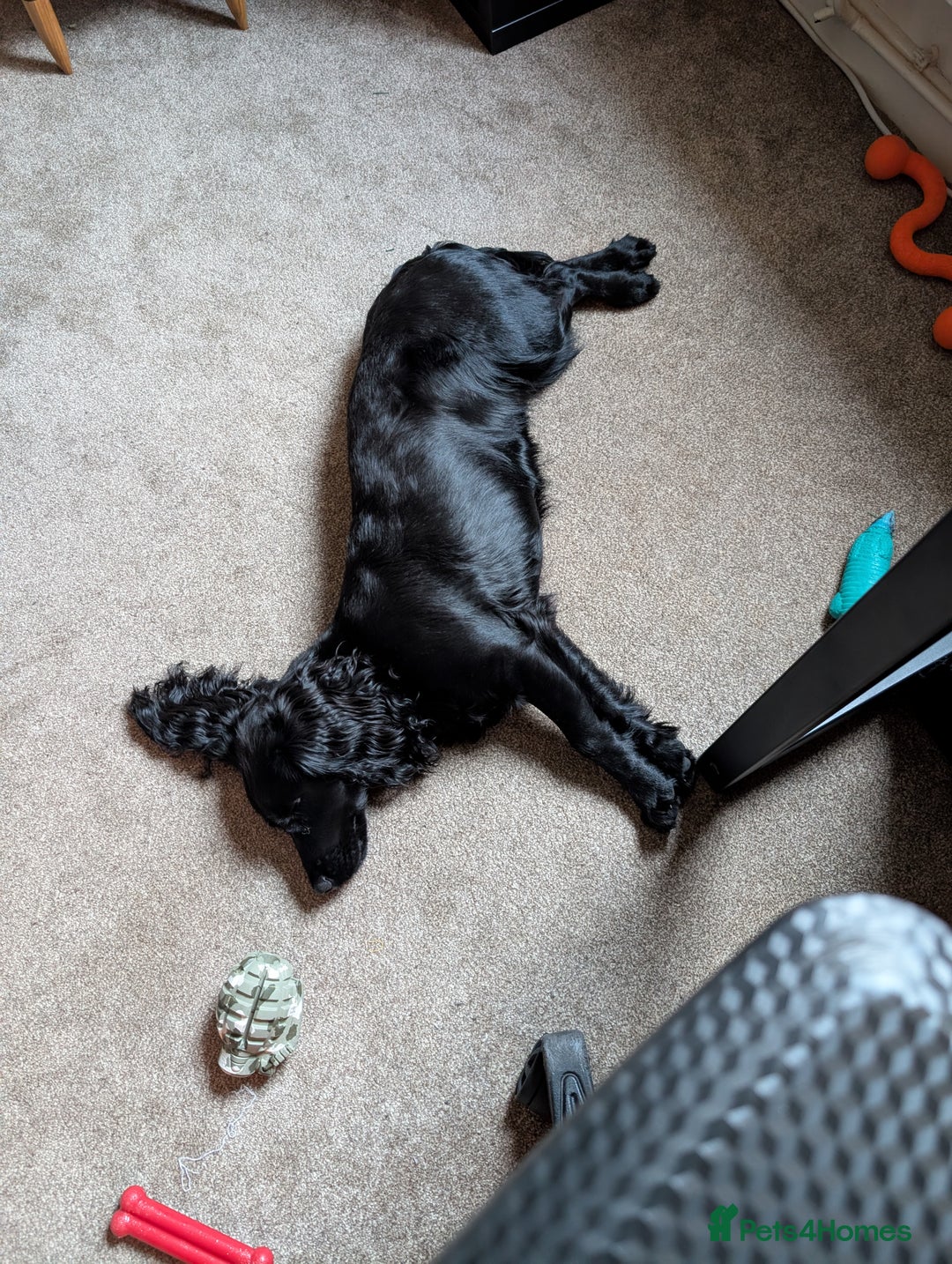 Cocker Spaniel dogs for sale: Cocker Spaniel, Black, Female. - Advert 5