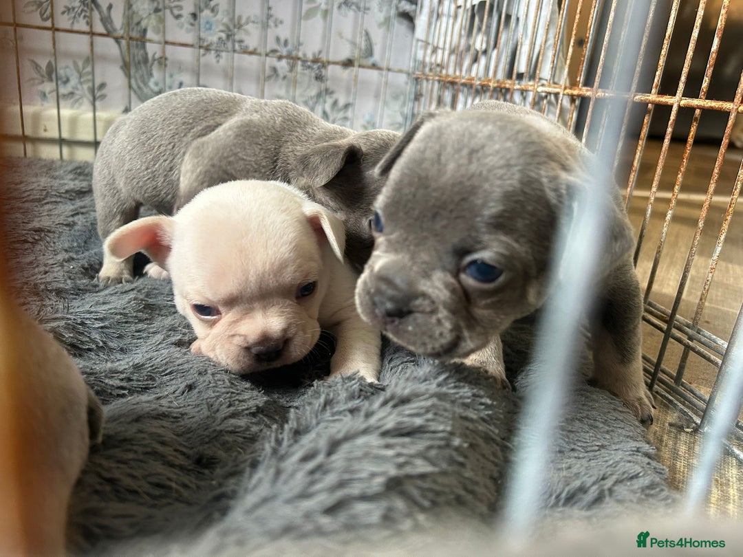 French Bulldog dogs for sale: REDUCED French Bull Dog Pups  - Image 14