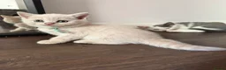 British Shorthair cats for sale: Sought after cream kittens - Advert 26