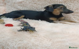 Mixed Breed dogs for adoption: 💖🐶 POLLY 🐶💖 - Image 9