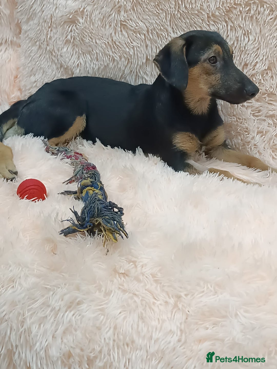 Mixed Breed dogs for adoption: 💖🐶 POLLY 🐶💖 - Image 9