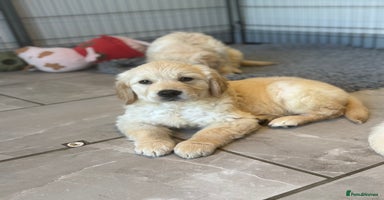 Golden Retriever dogs - Advert 3