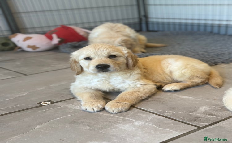 Golden Retriever dogs - Advert 1