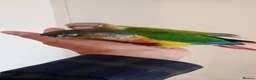 Conures birds for sale: Handreared green cheek conures for sale - Advert 9