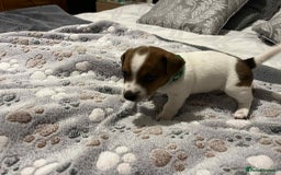Jack Russell dogs for sale: Jack Russell Puppies for Sale  - Image 3