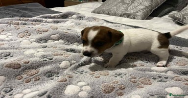 Jack Russell dogs - Advert 16