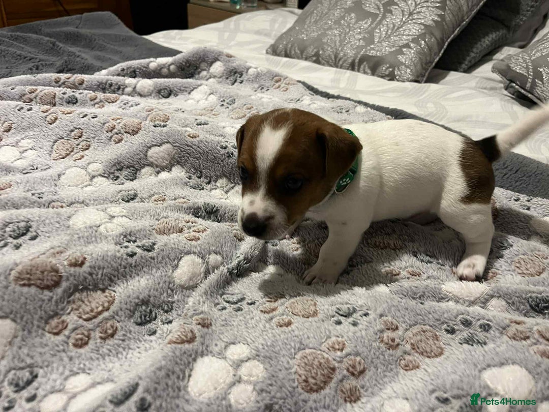 Jack Russell dogs for sale: Jack Russell Puppies for Sale  - Image 3