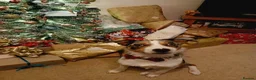 Border Collie dogs for sale: Blue Merle Border Collie in Camberley - Advert 8