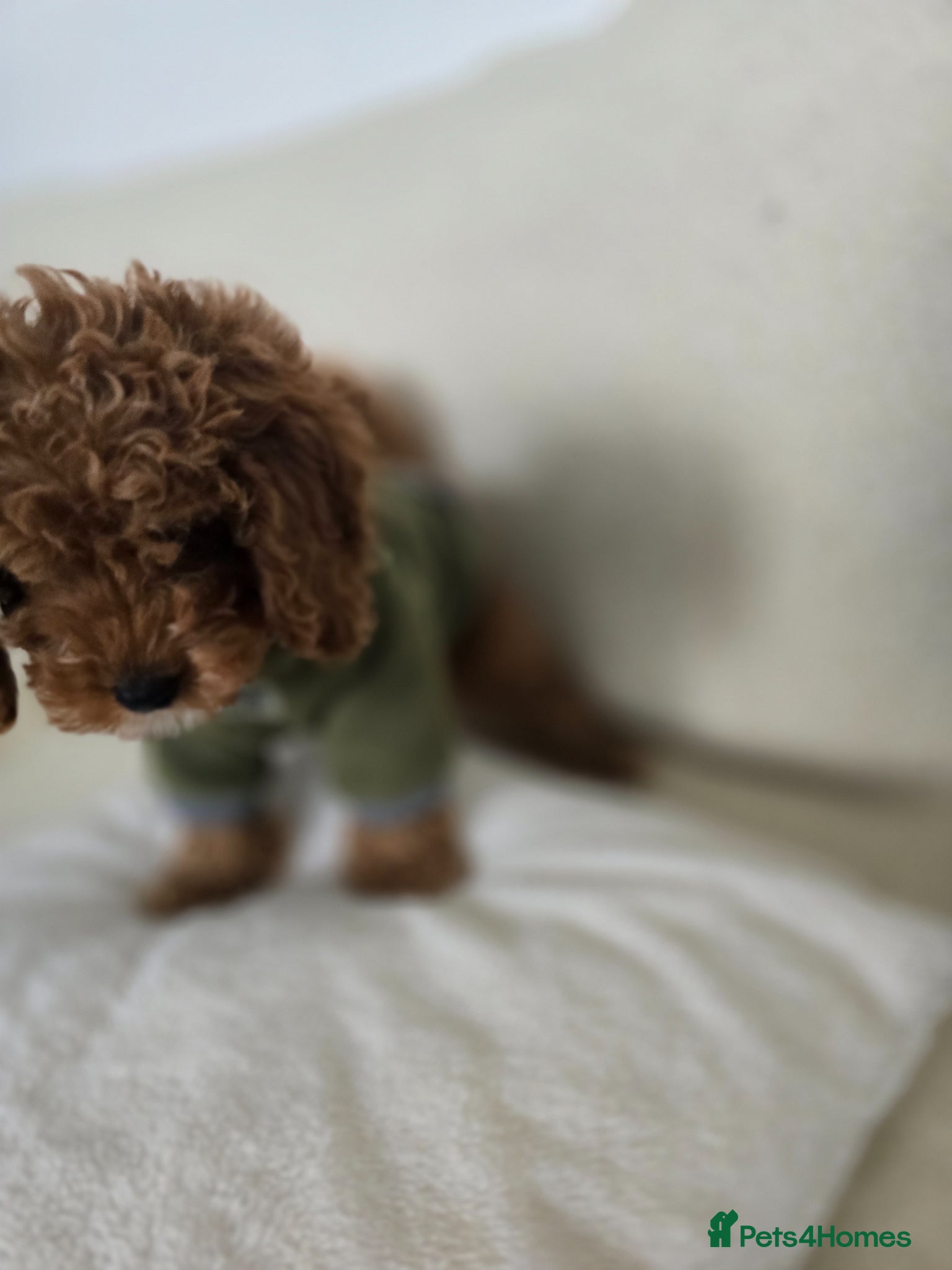 Cavapoo dogs One Toy Cavapoo's Left - Both Girls - Advert 2