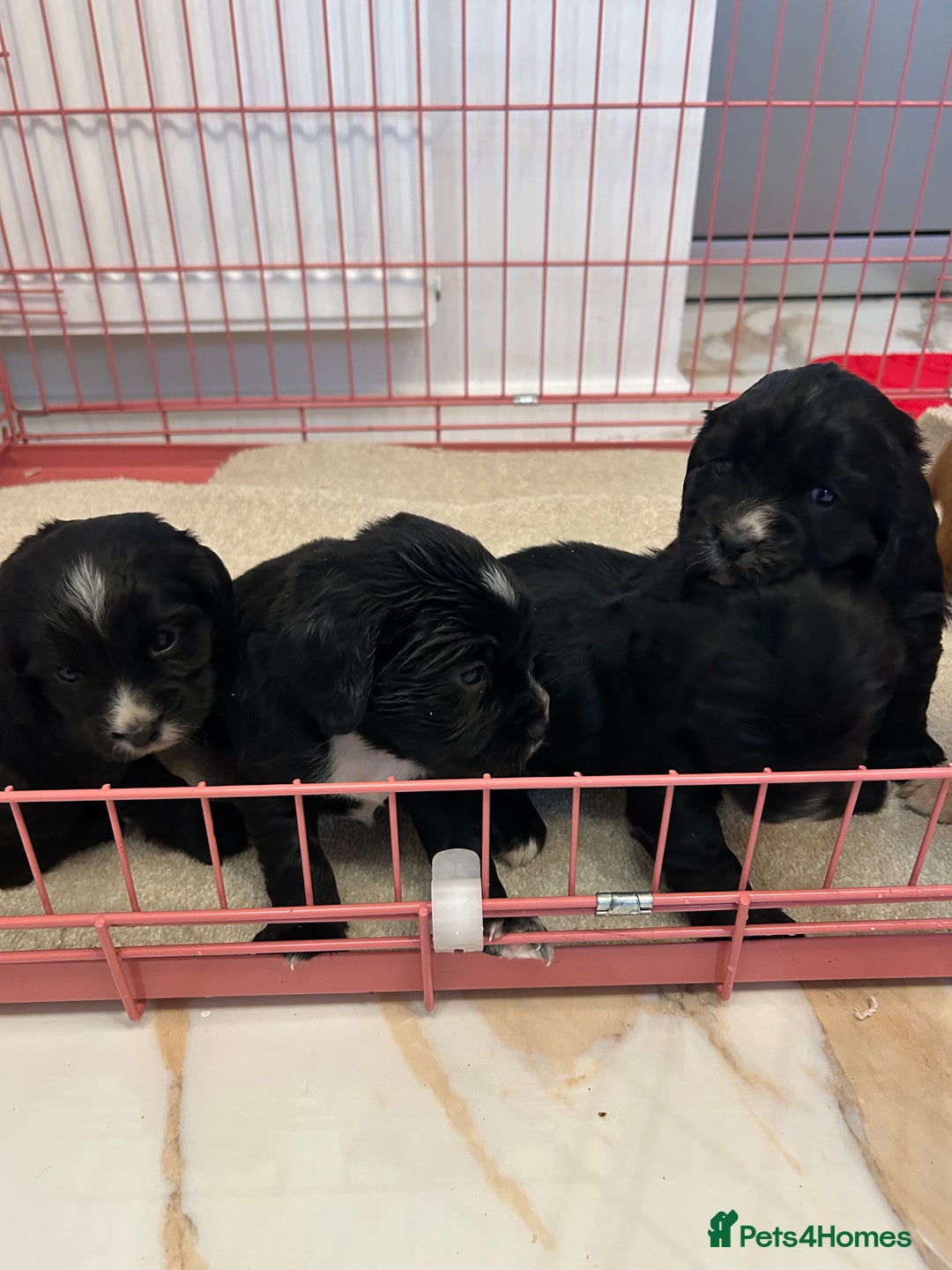 Cocker Spaniel dogs for sale: K C registered Cocker spaniel puppies  - Advert 17