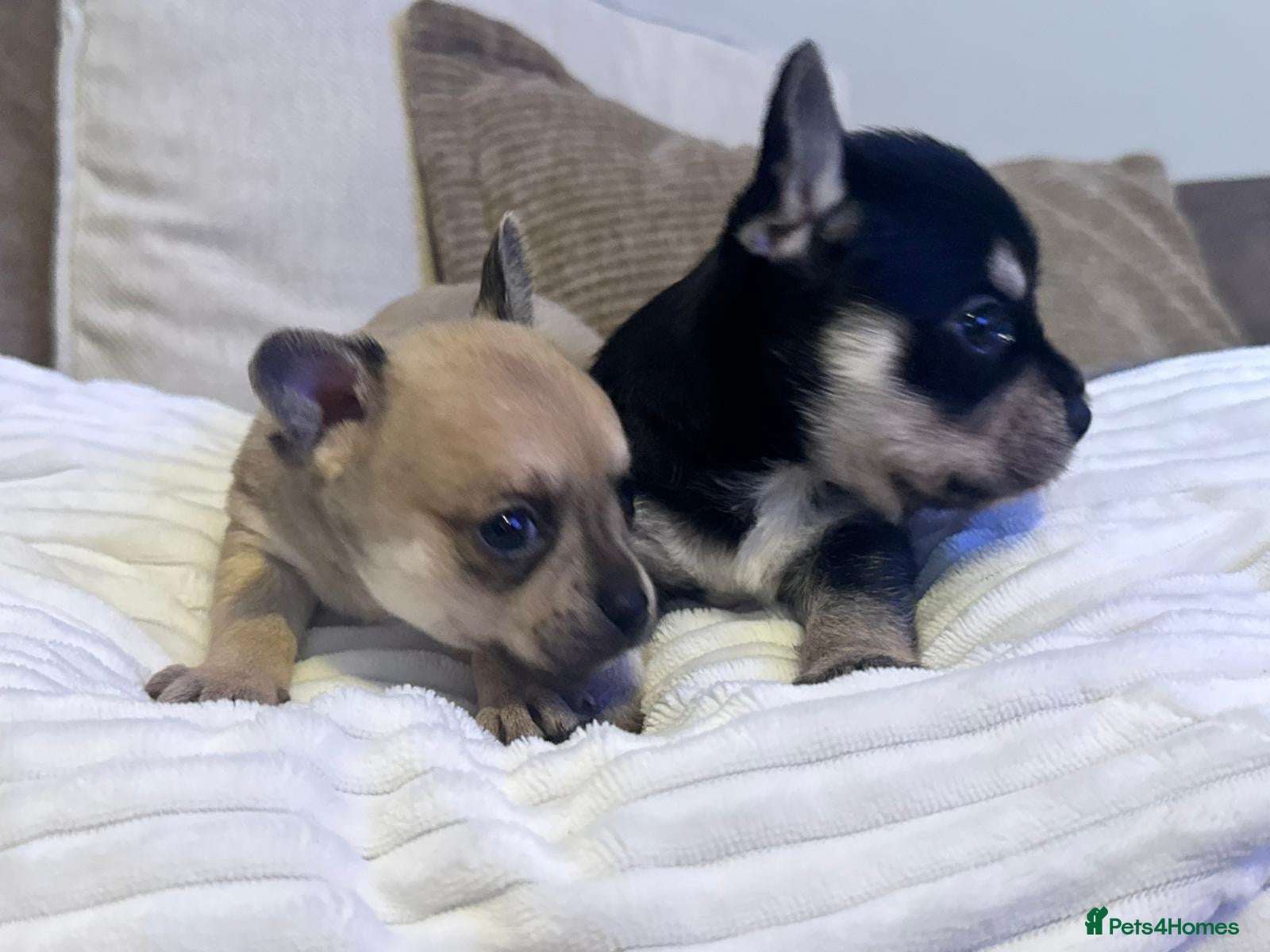 Chihuahua dogs Beautiful Chihuahua puppies  - Advert 1