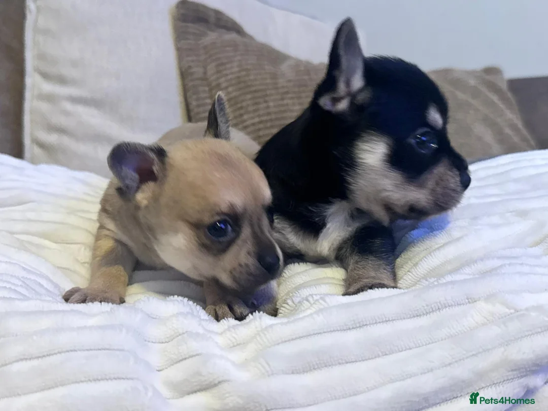 Chihuahua dogs for sale: Beautiful Chihuahua puppies  - Advert 1