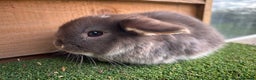 Mini Lop rabbits for sale: Litter of pure mini lop babies - Advert 8