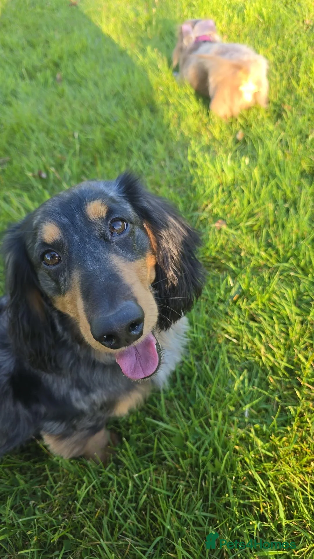 Dachshund dogs for stud: 🐾 KC REGISTERED SILVER DAPPLE MINI Daschund 🐾 - Advert 2