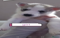 Siberian Husky dogs for sale: Siberian huskys READY NOW 1 boy 1 girl. - Image 9