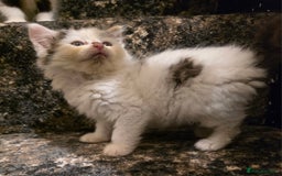 Mixed Breed cats for sale: Beautiful Calico Kittens - Image 27