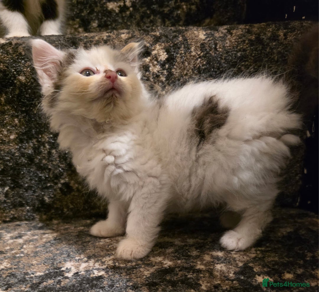 Mixed Breed cats for sale: Beautiful Calico Kittens - Image 27