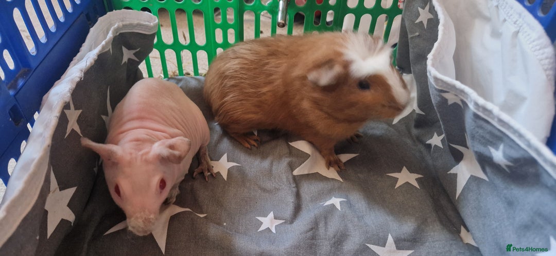 Guinea Pig rodents for sale: 2 x male Guinea Pigs  - Advert 5