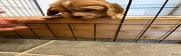 Cocker Spaniel dogs for sale: Stunning litter of show cocker puppies  in Kidwelly - Advert 10