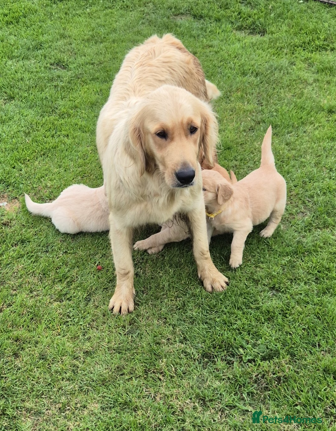 Golden Retriever dogs for sale: KC GOLDEN RETRIEVER PUPPIES HEALTH TESTED PARENTS  - Image 4