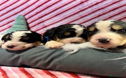 Bernedoodle dogs for sale: Tri Bernedoodle boys and girls  - Advert 10