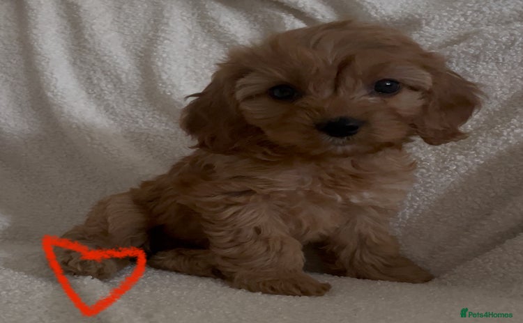Cavapoo dogs - Advert 7