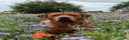 Labrador Retriever dogs for sale: True Fox Red Labrador Litter Boys & Girls  - Advert 5