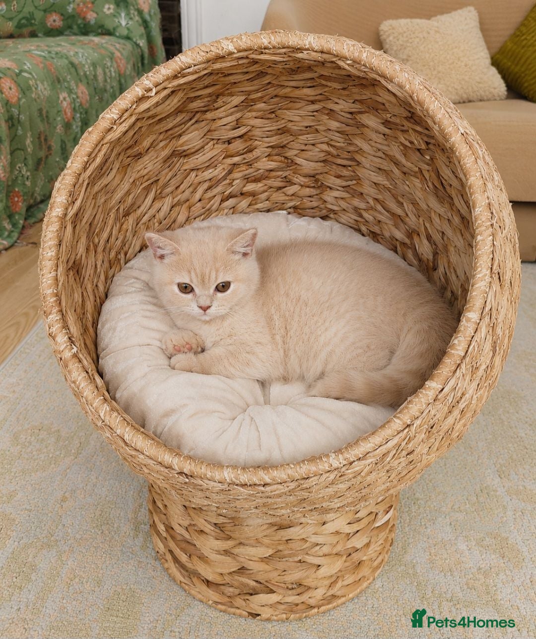 British Shorthair cats Beautiful British Shorthair kittens  - Advert 2