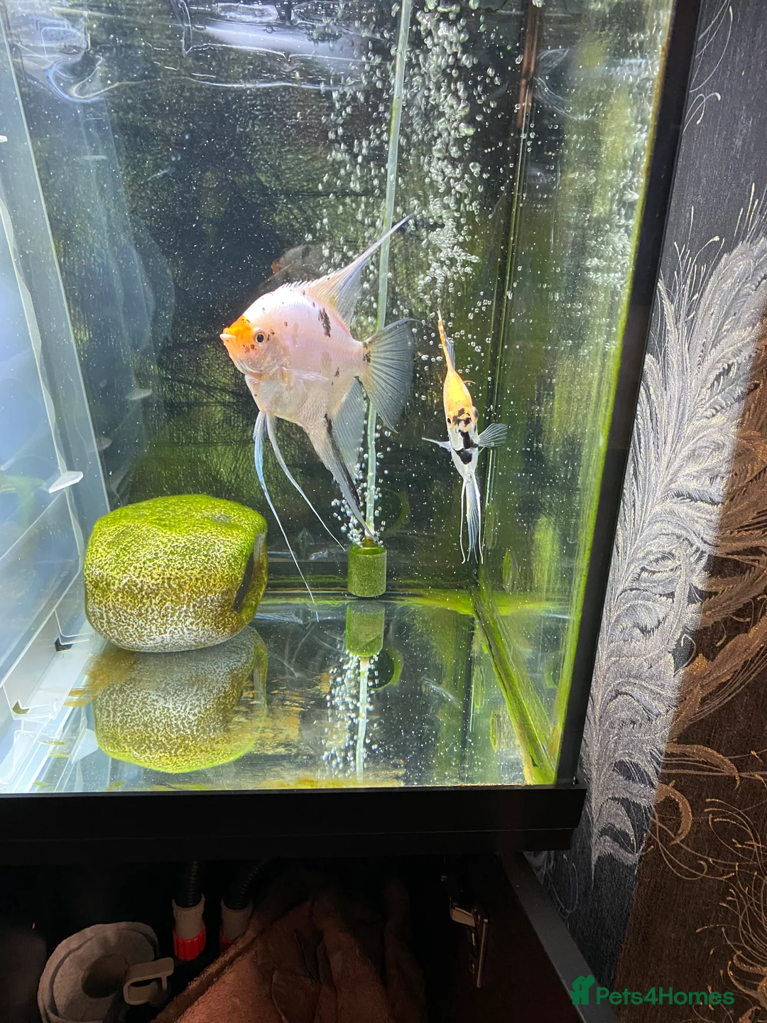 Angelfish fish for sale: Angel fish - Advert 3