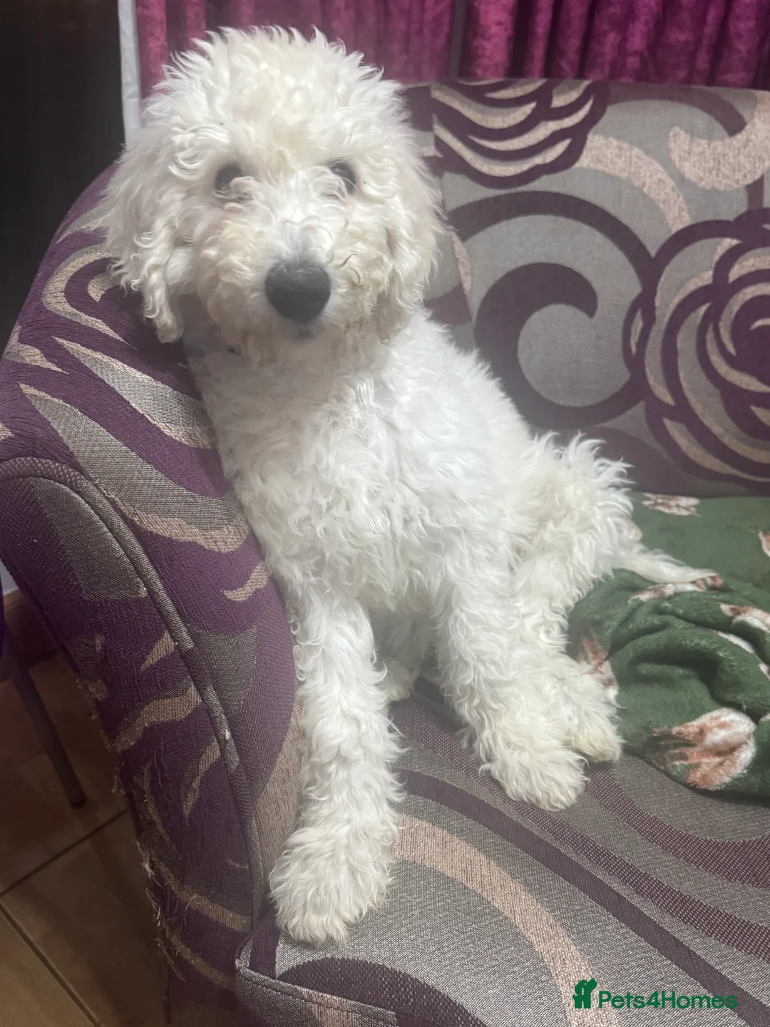 Goldendoodle dogs for sale: Golden doodle F1B stunning puppies  - Advert 35