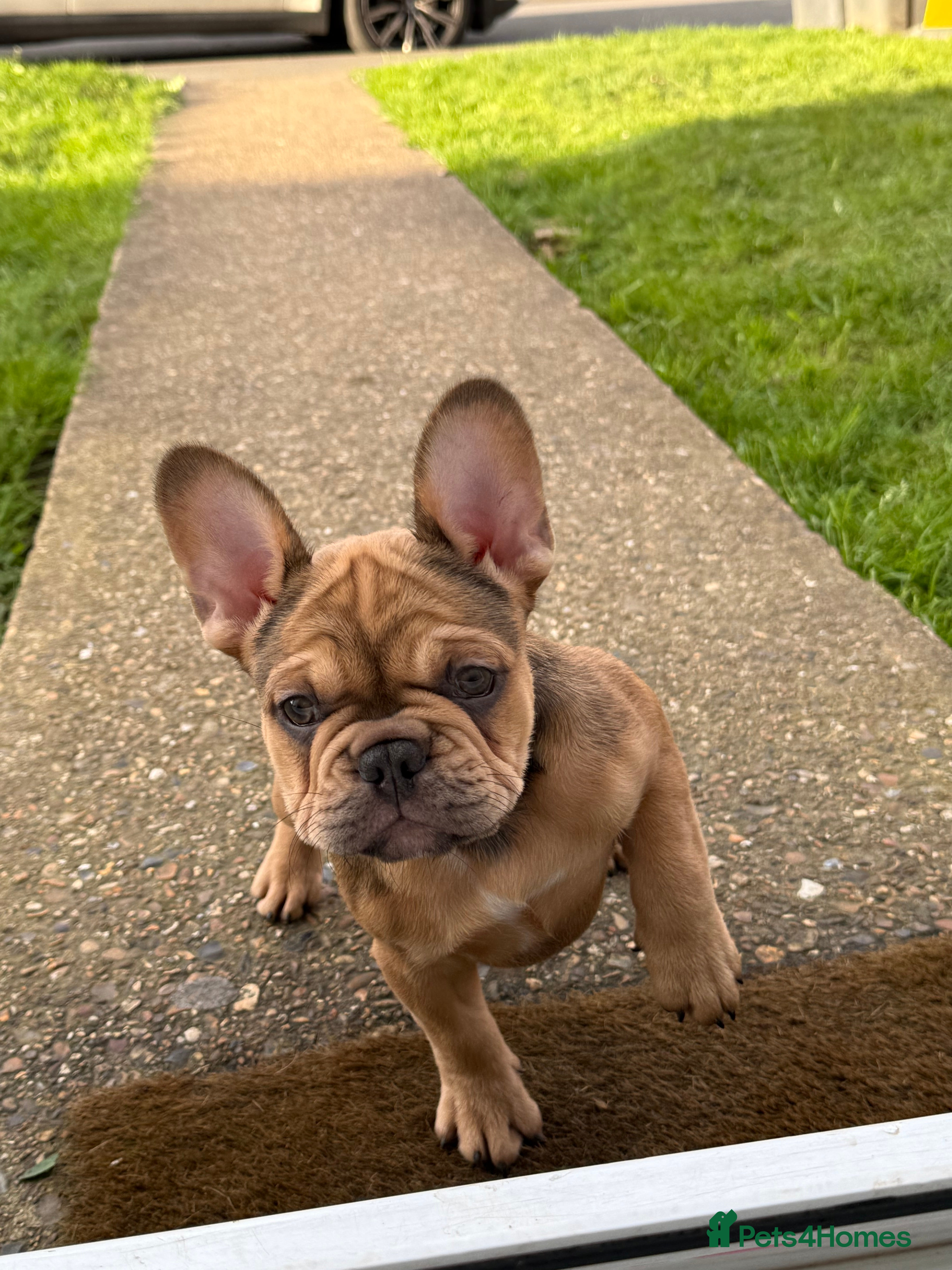 French Bulldog dogs French bulldog puppies - Advert 1