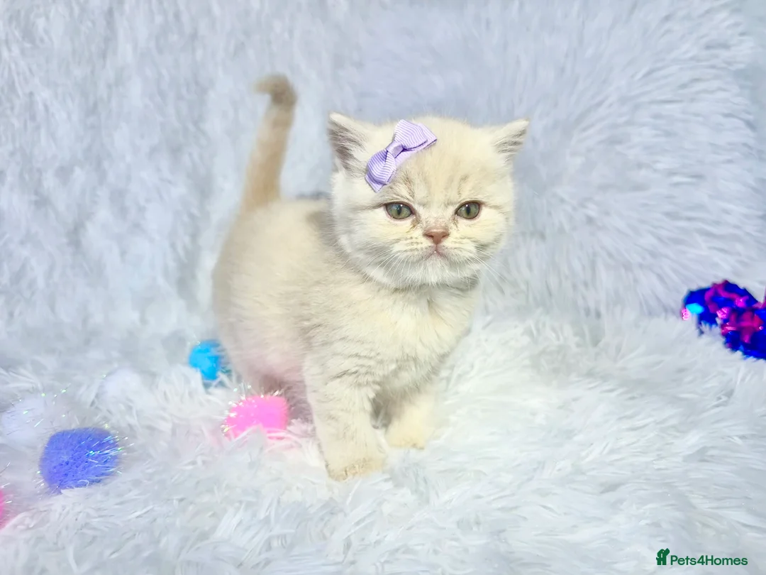 British Shorthair cats for sale: ⭐️ British Shorthair & Longhaired Kittens⭐️  - Advert 18