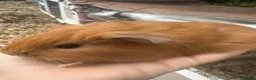 Guinea Pig rodents for sale: Baby Guinea Pig’s For Sale in King's Lynn - Advert 1