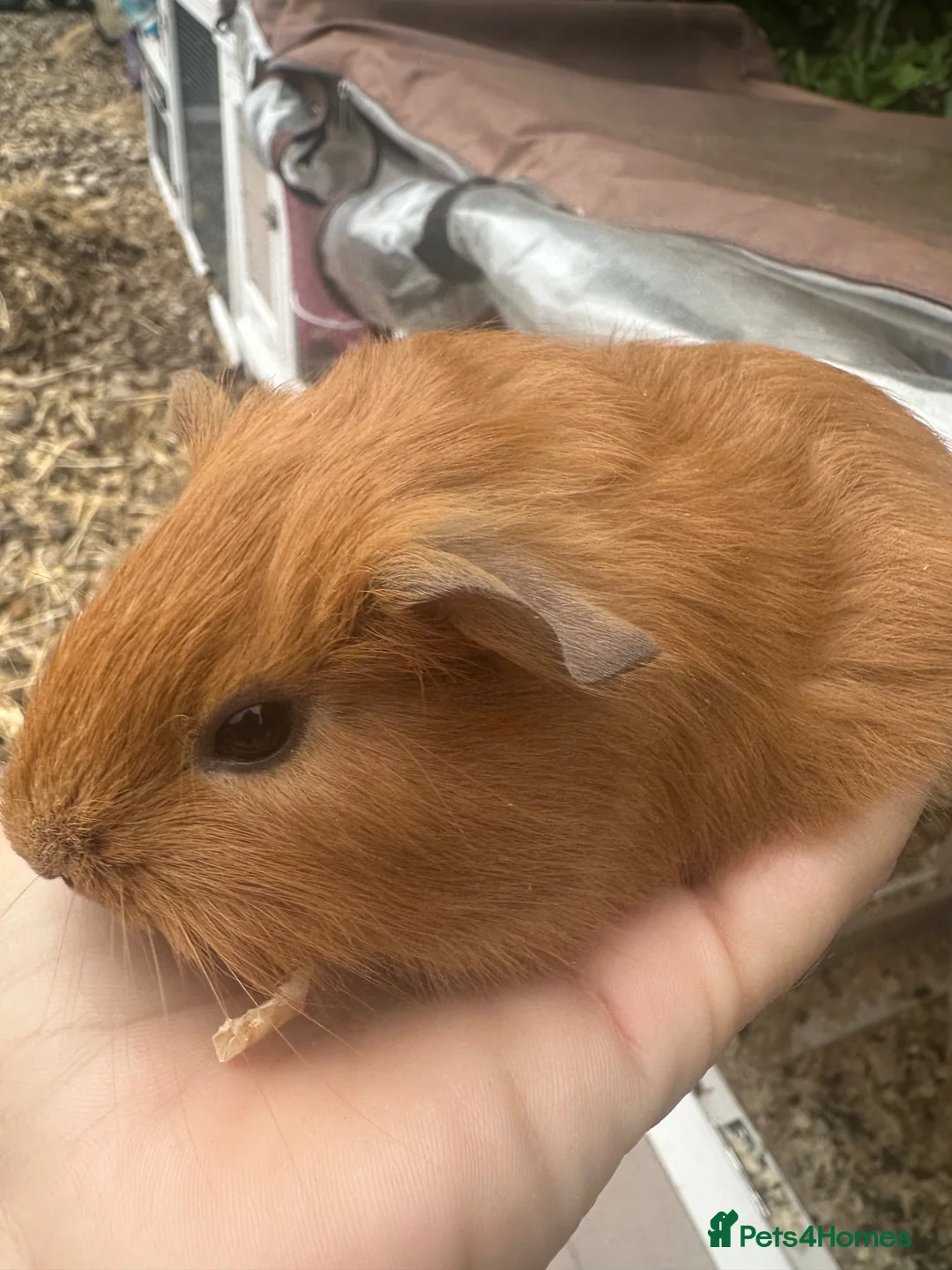 Guinea Pig rodents for sale: Baby Guinea Pig’s For Sale in King's Lynn - Advert 1