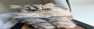 Persian 2