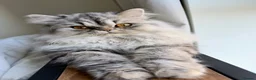 Persian cats for sale: 2 Persian doll face kittens  - Advert 2